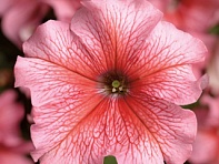 Петуния крупноцветковая (Tritunia F1)