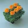 Бархатцы отклоненные (Tagetes patula)