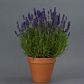 Лаванда узколистная (Lavandula angustifolia)