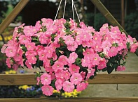 Петуния ампельная гибридная