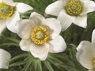 Прострел обыкновенный (Pinwheel)