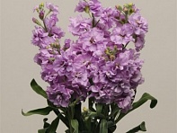 Левкой седой (Katz) Левкой седой (Katz)