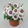 Гвоздика китайская (Dianthus chinensis)