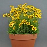 Кореопсис крупноцветковый (Coreopsis grandiflora)