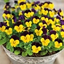 Виола рогатая (Viola cornuta)