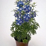 Дельфиниум крупноцветковый (Delphinium grandiflorum)