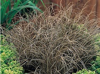 Осока власовидная