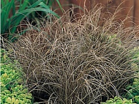 Осока власовидная (Bronze Curls)