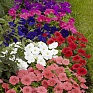 Петуния многоцветковая (генетически компактная) (Petunia multiflora)