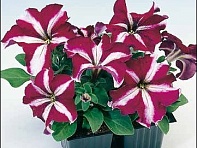 Петуния крупноцветковая (Donna F1)