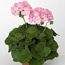 Герань (пеларгония садовая) (Pelargonium x hortorum)