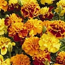 Бархатцы отклоненные (Tagetes patula)