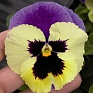 Виола Виттрока (Viola wittrockiana)