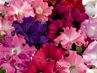 Петуния крупноцветковая (Aladdin F1)