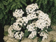 Пентас ланцетовидный (Graffiti F1)