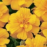 Бархатцы отклоненные (Tagetes patula) Бархатцы отклоненные (Tagetes patula)