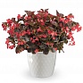 Бегония гибридная (бронзовая листва) (Begonia hybrida)