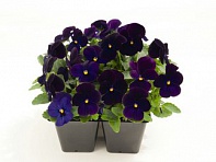 Виола рогатая (Admire F1) Виола рогатая (Admire F1)