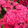 Гвоздика гибридная (Dianthus interspecific)