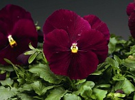 Виола Виттрока