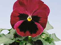 Виола Виттрока