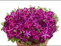 Петуния ампельная гибридная (Gioconda F1)