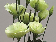 Лизиантус (Эустома) крупноцветковый (Cinderella F1)