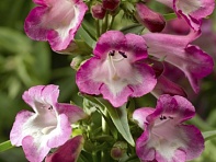 Пенстемон Хартвига (Arabesque)