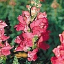 Львиный зев (Антирринум) большой (Antirrhinum majus)