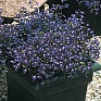 Лобелия ежевидная ампельная (Lobelia erinus)