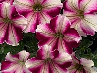 Петуния многоцветковая бахромчатая (Kaliffo F1)