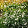 Гаура Линдхеймера (Gaura lindheimeri)