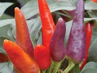 Перец летний (Masquerade)