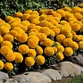 Бархатцы прямостоячие (Tagetes erecta)