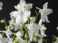 Дельфиниум крупноцветковый (Delfix)