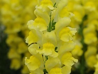 Львиный зев (Антирринум) большой (Potomac F1)