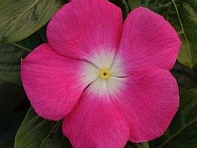 Катарантус розовый (Titan F1)