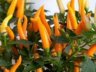 Перец летний (Santos)