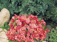 Бегония вечноцветущая (зеленая листва) (Sprint Plus F1)