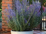 Перовския лебедолистная (Blue Steel)