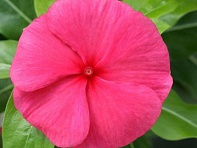 Катарантус розовый (Cobra F1)