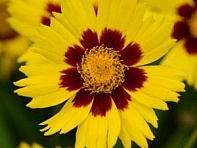 Кореопсис крупноцветковый (Sunkiss)