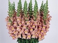 Львиный зев (Антирринум) большой (Cool F1)