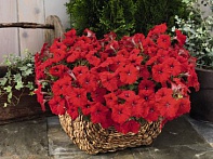 Петуния ампельная гибридная