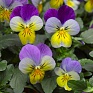 Виола рогатая (Viola cornuta)