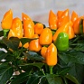 Перец летний (Capsicum annuum)