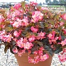 Бегония гибридная (бронзовая листва) (Begonia hybrida)