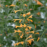 Многоколосник золотистый (Agastache aurantiaca)