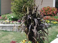 Перистощетинник сизый