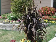 Перистощетинник сизый (Purple Majesty)